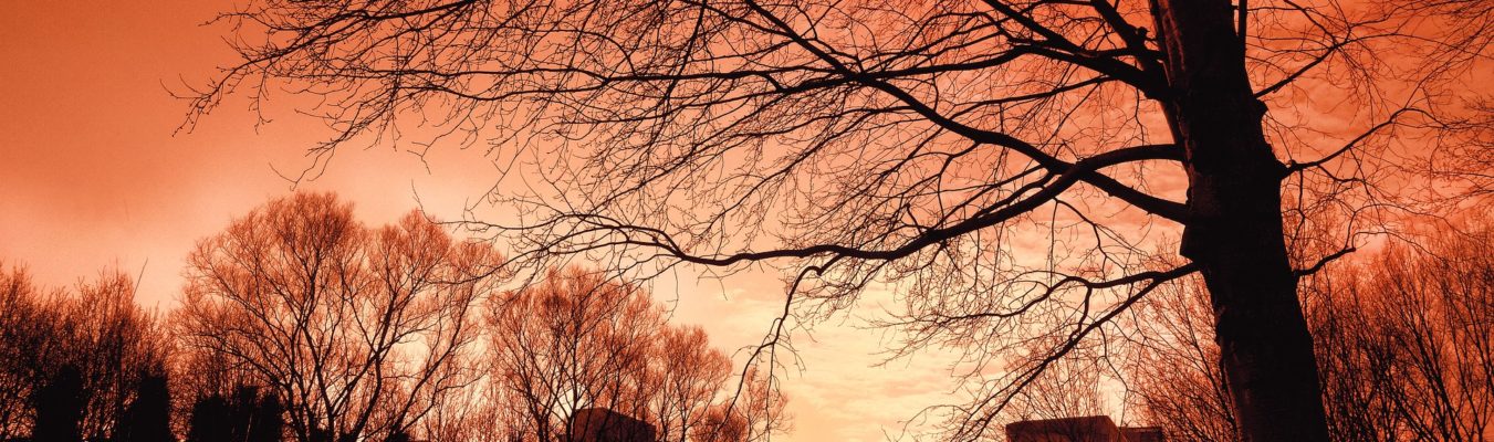 Benefits Of Hiring Professional Tree Removal Services Benefits Of Hiring Professional Tree Removal Services